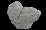 Bargain Dalmanites Trilobite Specimen - New York #99061-1